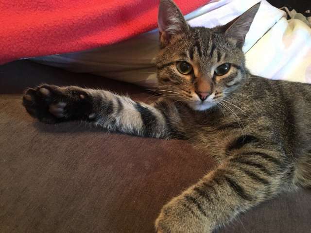 КОТИК ищет дом КОТИК ищет дом
