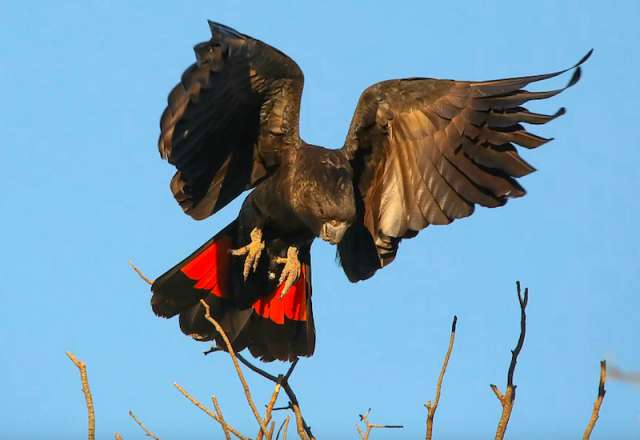 Траурный какаду Бэнкса, или краснохвостый траурный какаду (Calyptorhynchus banksii) ручные птенцы Траурный какаду Бэнкса, или краснохвостый траурный какаду (Calyptorhynchus banksii) ручные птенцы