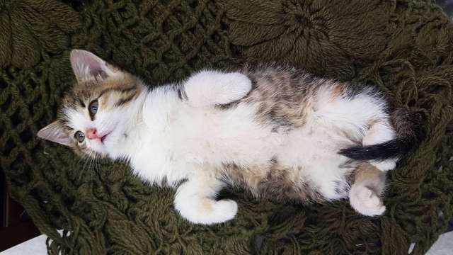 Котенок Ласка в поисках дома Котенок Ласка в поисках дома