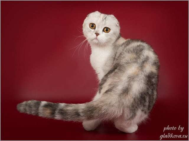 Лучшие шотландские котята из питомника Лучшие шотландские котята из питомника