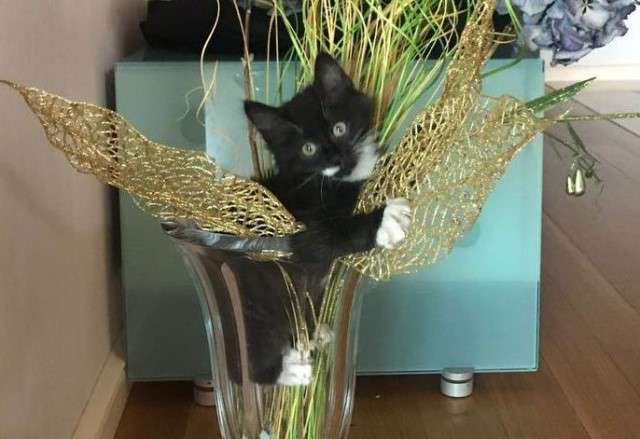 Кот по имени Компот)) Очаровательный малыш, 4 мес, в дар. Кот по имени Компот)) Очаровательный малыш, 4 мес, в дар.