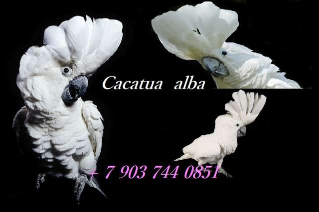 Белохохлый какаду (Cacatua alba) выкормыши из питомника Белохохлый какаду (Cacatua alba) выкормыши из питомника