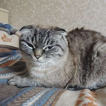 Шотландская кошка Алиса вислоухая ищет новый дом Шотландская кошка Алиса вислоухая ищет новый дом