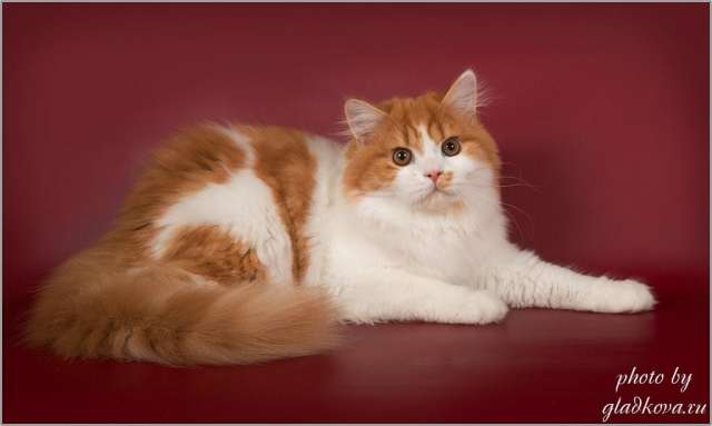 Ласковые шотландские котята Ласковые шотландские котята