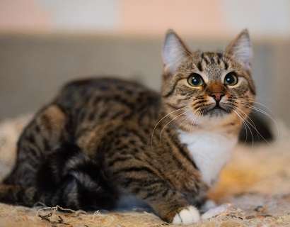 Волшебная котенка Тигруша в поисках дома Волшебная котенка Тигруша в поисках дома