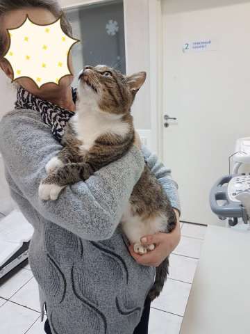 Котик Марсик в дар Котик Марсик в дар