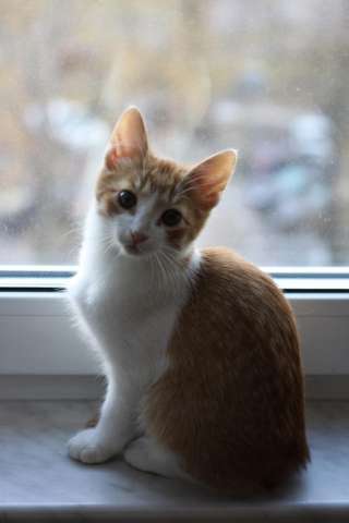 Котята-мышеловы в добрые руки. Котята-мышеловы в добрые руки.