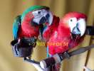 Попугаи  ара -  ручные птенцы 4 мес.   из питомника