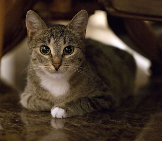 Отдам молодую кошку Отдам молодую кошку