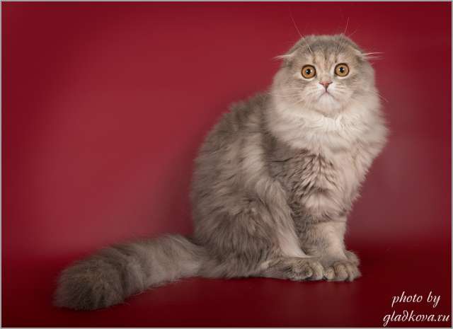 Милейшие котята шотландской вислоухой кошки Милейшие котята шотландской вислоухой кошки