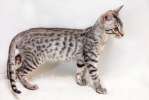 Саванна - котенок редчайшей породы кошек