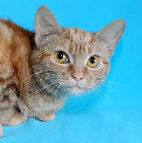Отдам Рыжего Мраморного котенка Отдам Рыжего Мраморного котенка