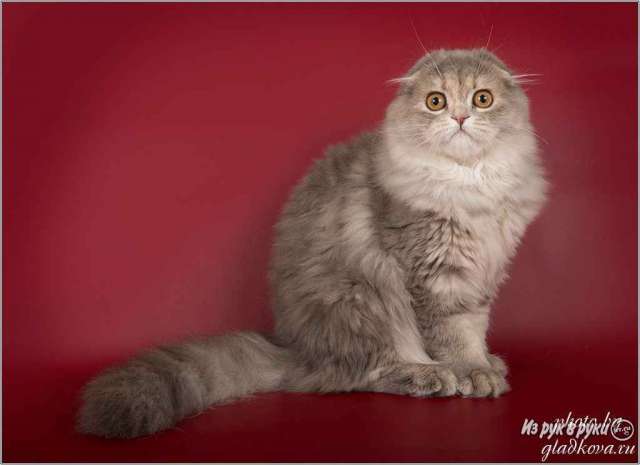 Грациозные шотландские котята Грациозные шотландские котята