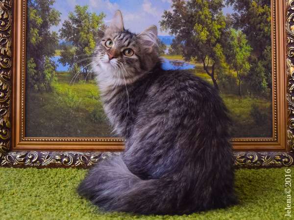 Сибирский камышовый котик - питомник Сибирский камышовый котик - питомник