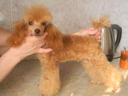 Зоосалон "DOG THE WINNER" Зоосалон "DOG THE WINNER"