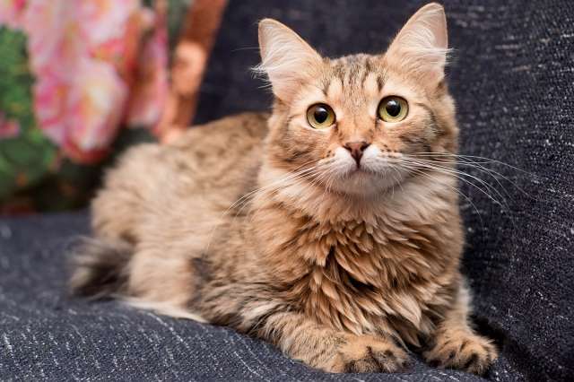 Кошечка Лариса в добрые руки Кошечка Лариса в добрые руки