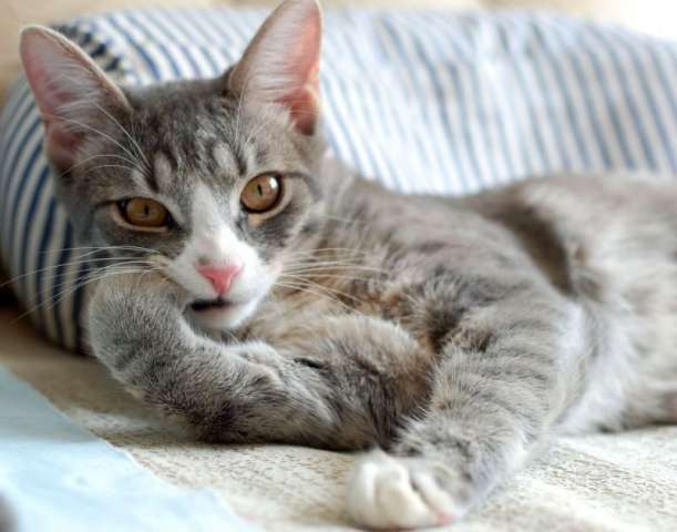 Котята в дар. (5,5 мес.) Котята в дар. (5,5 мес.)