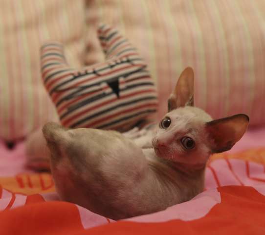 Корниш-рекс котята - нарядные ушастики Корниш-рекс котята - нарядные ушастики