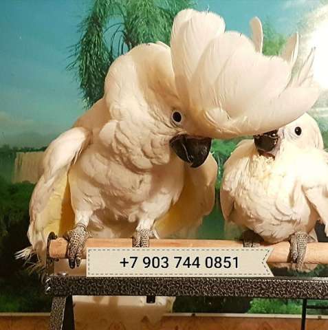 Белохохлый какаду (cacatua alba) ручные птенцы из питомника