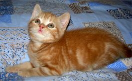 Чистопородные шотландские красные котята Чистопородные шотландские красные котята