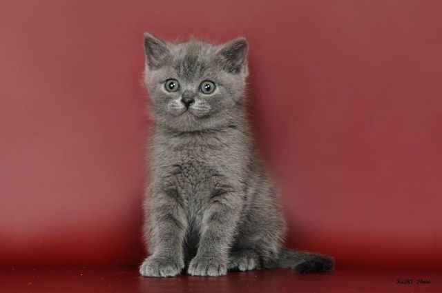 Британские котята (питомник РЕСПУБЛИКА ФЕЛИНА) Британские котята (питомник РЕСПУБЛИКА ФЕЛИНА)
