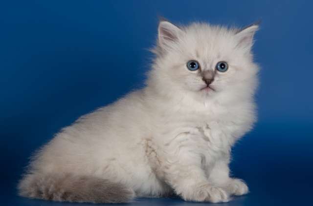 Невские Маскарадные котята из питомника