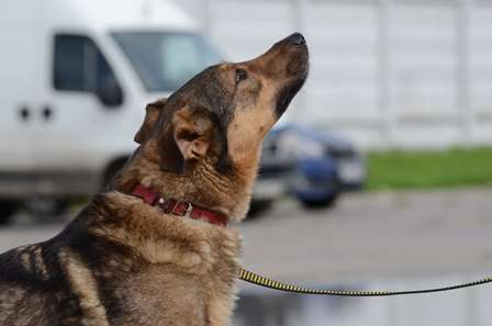 Задорчик ищет дом.