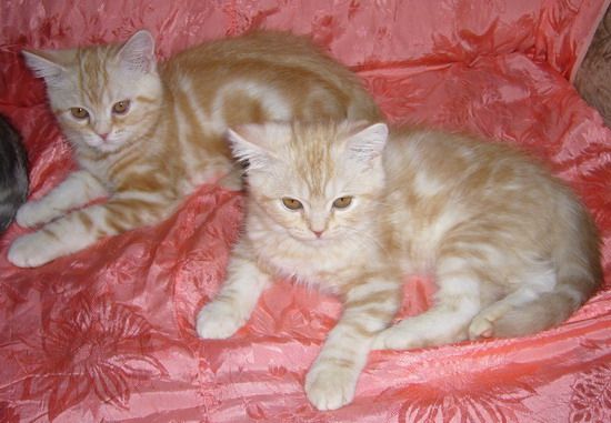 продам британских котят продам британских котят