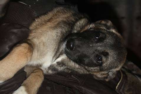 Клаудия Клаудия