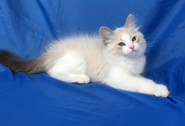 Невские Маскарадные котята Невские Маскарадные котята