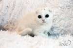 Белые вислоухие котята