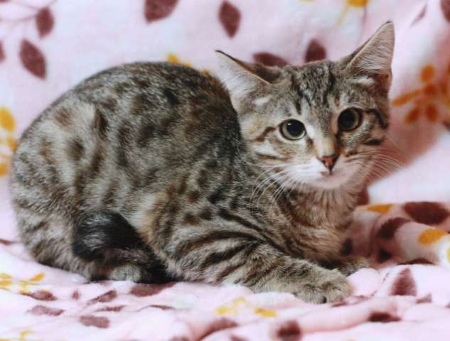 Нежное пятнистое чудо по имени Глаша! Котенок в дар. Нежное пятнистое чудо по имени Глаша! Котенок в дар.