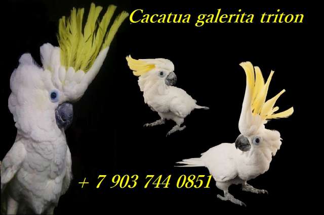 Желтохохлый какаду (Cacatua galerita triton) - ручные птенцы из питомника