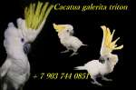 Желтохохлый какаду (Cacatua galerita triton) - ручные птенцы из питомника