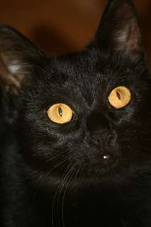 В дар молодая черная кошка с независимым характером
