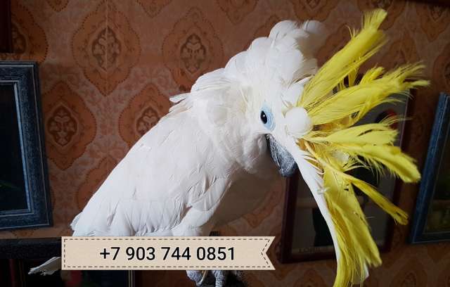 Желтохохлый какаду (Cacatua galerita triton) - ручные птенцы из питомника Желтохохлый какаду (Cacatua galerita triton) - ручные птенцы из питомника
