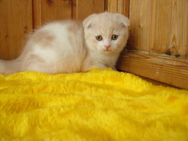 Восхитительные шотландские котята из питомника Восхитительные шотландские котята из питомника