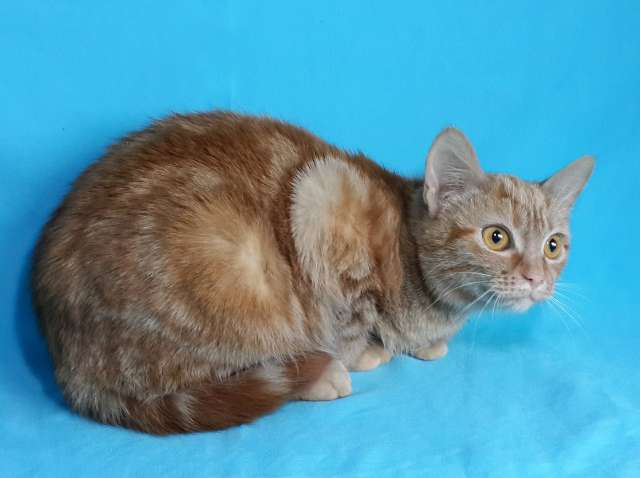 Отдам Рыжего Мраморного котенка Отдам Рыжего Мраморного котенка