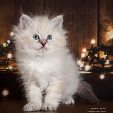 Невские Маскарадные котята Невские Маскарадные котята