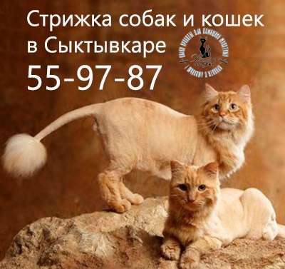 Cстрижка собак,кошек в Сыктывкаре 55-97-87 Cстрижка собак,кошек в Сыктывкаре 55-97-87
