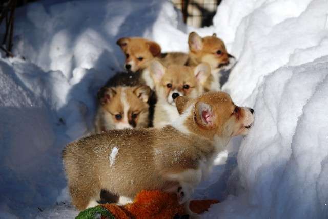 Щенки Вельш Корги Пемброк Щенки Вельш Корги Пемброк