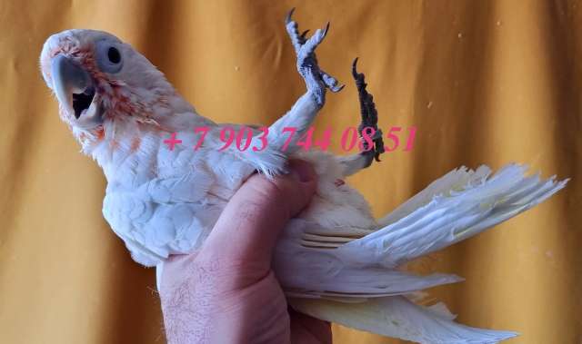 Какаду Гоффина (Cacatua goffiniana) ручные птенцы из питомника