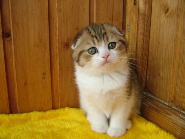 Прелестные шотландские котята Прелестные шотландские котята
