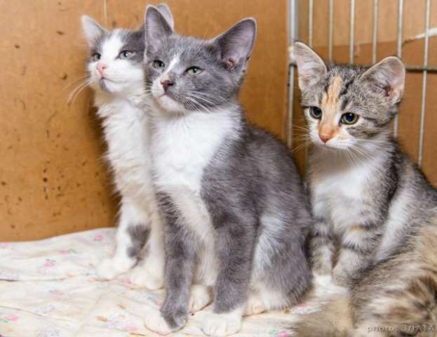 Котята из приюта в поисках дома! Два мальчика и девочка, в дар. Котята из приюта в поисках дома! Два мальчика и девочка, в дар.