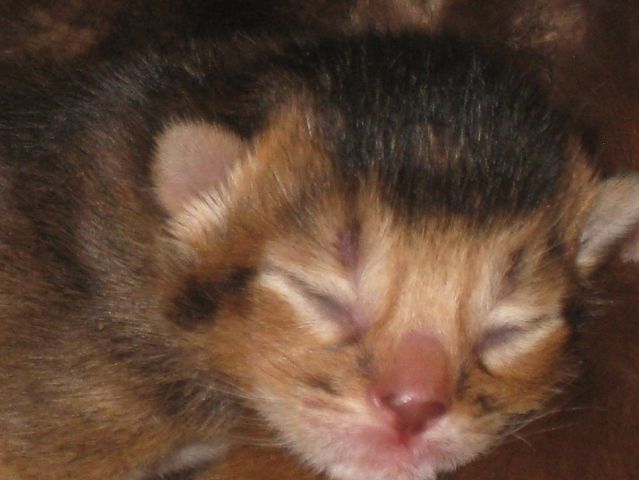 Абиссинские котята Абиссинские котята