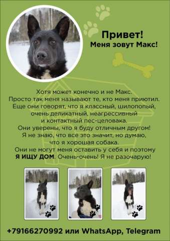 Макс - очередная собака-брошенка Макс - очередная собака-брошенка