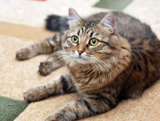 Сибирский котик Барсик, 10 мес.