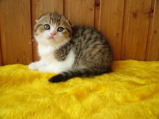 Безупречные котята шотландской породы Безупречные котята шотландской породы