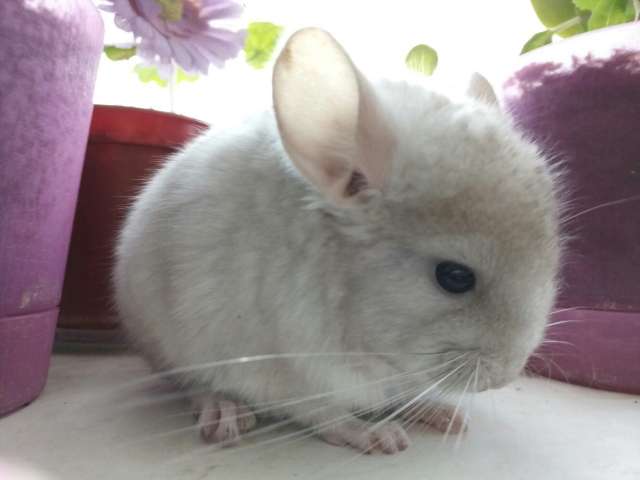 Шиншиллы Шиншиллы