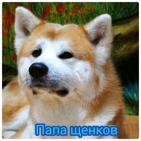 Щенки Акита Ину Щенки Акита Ину